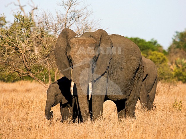 Afrikaanse Olifant, African Elephant, Loxodonta africana stock-image by Agami/Marc Guyt,