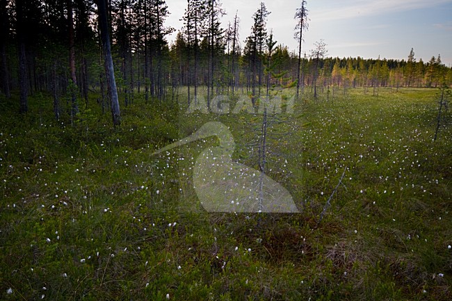 Taiga bos, Boreal Forest stock-image by Agami/Menno van Duijn,