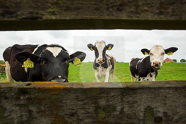 Koe in weiland; Cow in meadow stock-image by Agami/Wil Leurs,