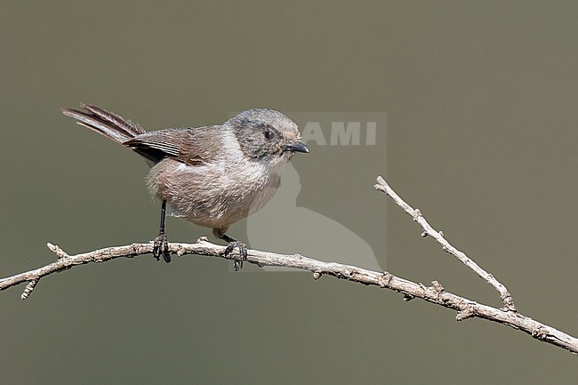 Adult male
Nuevo Leon, Mexico
May 2022 stock-image by Agami/Brian E Small,