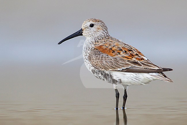 Adult in transition to breeding
Galveston Co., TX
April 2012 stock-image by Agami/Brian E Small,