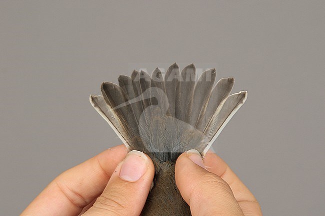 Tail of a first-winter Collared Flycatcher (Ficedula albicollis) caught at the Ottenby Bird Observatory ringing station situated at the southern point of the Baltic island Öland in south-east Sweden. stock-image by Agami/Magnus Hellström,