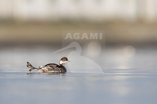 Black-necked Grebe - Schwarzhalstaucher - Podiceps nigricollis ssp. nigricollis, Germany, adult winter stock-image by Agami/Ralph Martin,