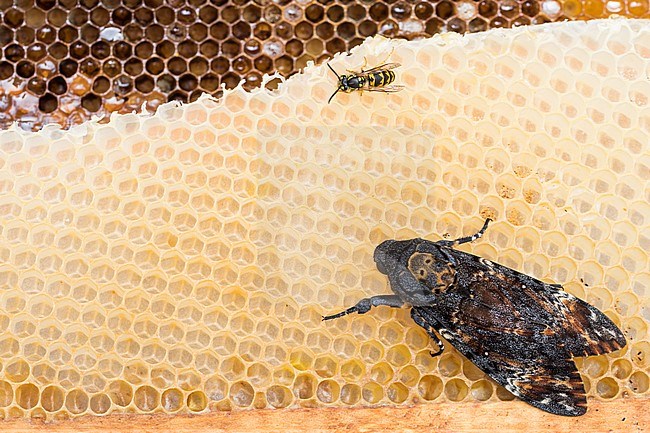 Acherontia atropos - Deaths-head Hawk Moth - Totenkopfschwärmer, Germany, imago stock-image by Agami/Ralph Martin,