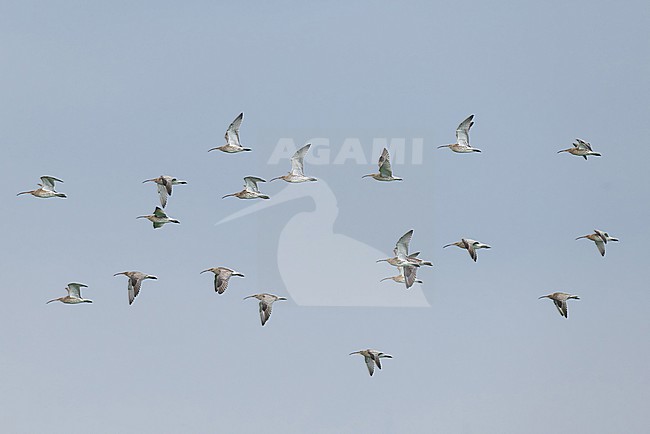 flock of Eurasian curlew (Numenius arquata) in flight, found at Fehmarn at the Baltic Sea in Germany stock-image by Agami/Mathias Putze,