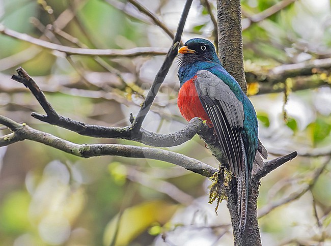 Male Lattice-tailed trogon (Trogon clathratus) in Panama. stock-image by Agami/Pete Morris,