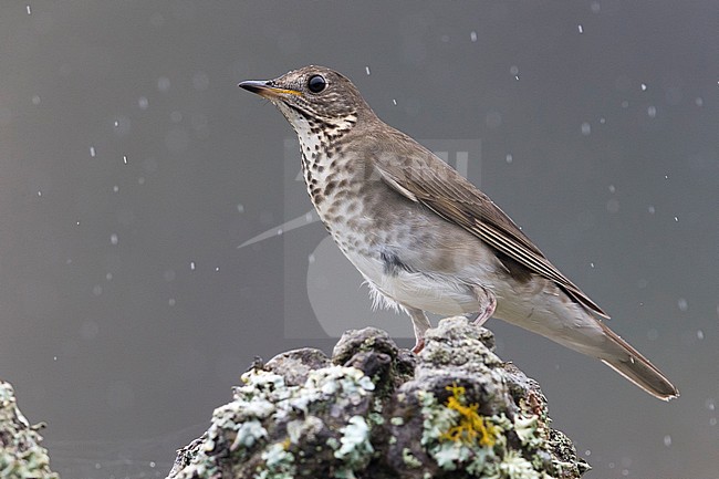 Grijswangdwerglijster, Grey-cheeked Thrush; Catharus minimus stock-image by Agami/Daniele Occhiato,