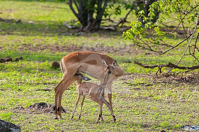 An impala, Aepyceros melampus, nursing her calf. Chobe National Park, Botswana. stock-image by Agami/Sergio Pitamitz,