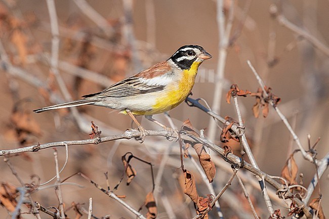 Golden-breasted Bunting (Emberiza flaviventris kalaharica), side view of an adult male perched on a branch, Mpumalanga, South Africa stock-image by Agami/Saverio Gatto,