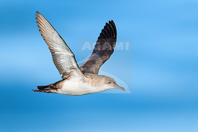 Yelkouan Shearwater, Puffinus yelkouan, off the coast of Italy. stock-image by Agami/Daniele Occhiato,