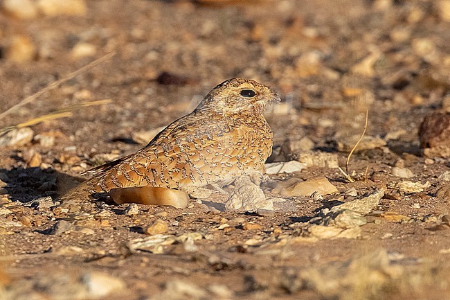 Adult Golden Nightjar (Caprimulgus eximius) during the breeding season near the nest in Western Sahara south of Dakhla. stock-image by Agami/David Monticelli,