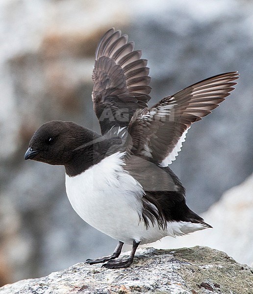 Little Auk (Alle alle) during summer season on Spitsbergen in arctic Norway. Adult perched on a rock in the colony with raised wings. stock-image by Agami/Marc Guyt,