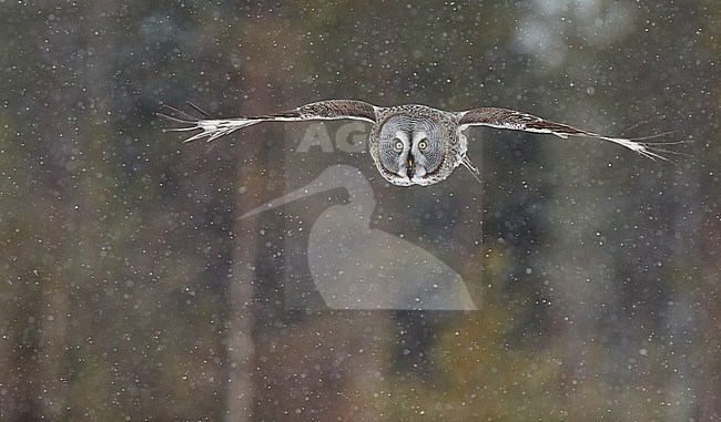 Great Grey Owl (Strix nebulosa) during a cold winter in a taiga forest in northern Finland. stock-image by Agami/Markus Varesvuo,