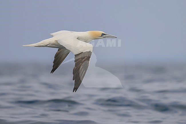 Northern Gannet (Morus bassanus), adult, with the sea and the sky as background. stock-image by Agami/Sylvain Reyt,