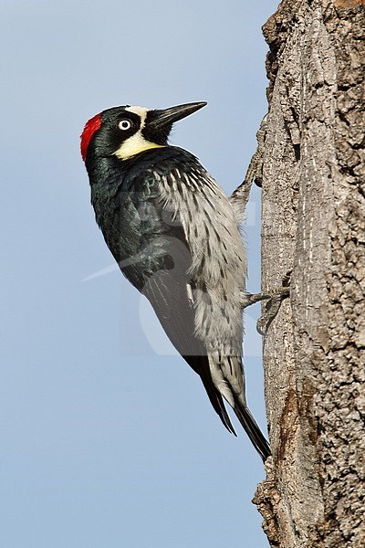 Vrouwtje Eikelspecht, Female Acorn Woodpecker stock-image by Agami/Brian E Small,