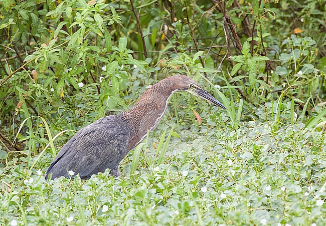 Rufescent Tiger-Heron (Tigrisoma lineatum) perched in the marsh stock-image by Agami/Roy de Haas,