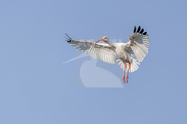 White Ibis (Eudocimus albus) in flight in Florida USA. stock-image by Agami/Marcel Burkhardt,