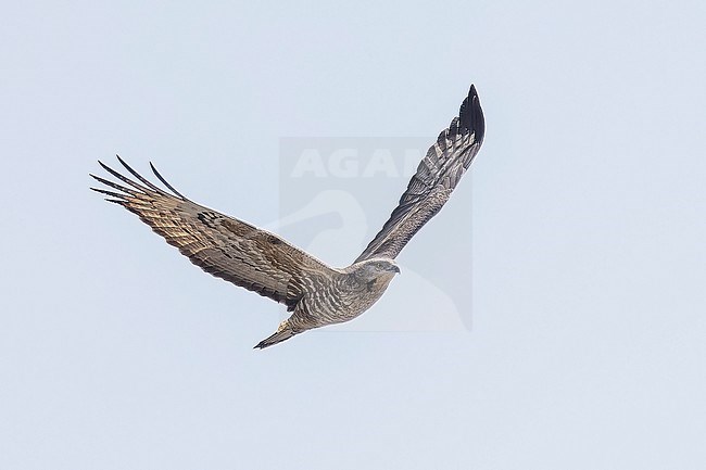 Female Crested Honey Buzzard (Pernis ptilorhyncus) flying over Abşeron Milli Parkı-Absheron National Park, Azerbaijan. stock-image by Agami/Vincent Legrand,