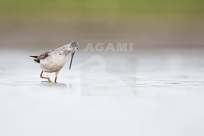 Common Greenshank - Grünschenkel - Tringa nebularia, Germany, adult stock-image by Agami/Ralph Martin,