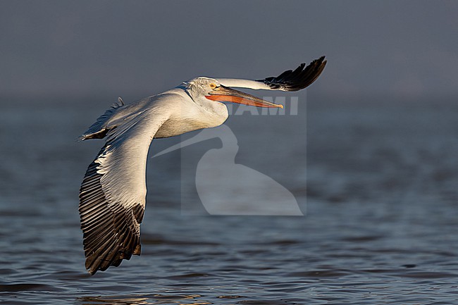 An adult flying Dalmatian pelican (Pelecanus crispus)  in breeding plumage  stock-image by Agami/Mathias Putze,