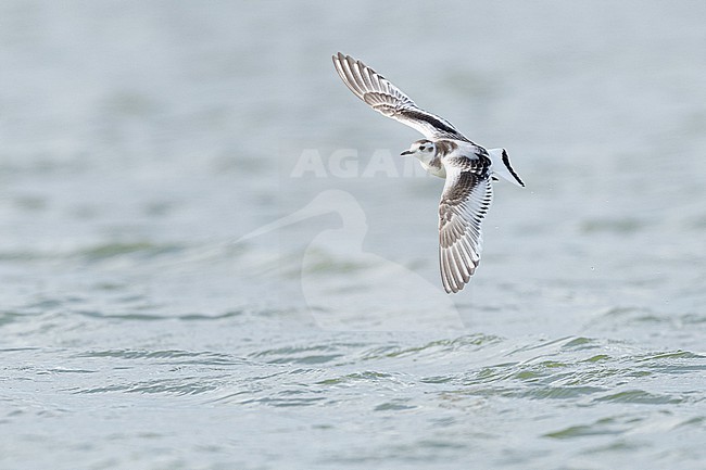  stock-image by Agami/Menno van Duijn,
