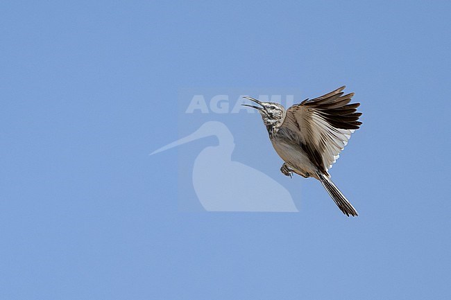 Greater Hoopoe-Lark (Alaemon alaudipes) wintering in Oman. Displaying in the sky. stock-image by Agami/Sylvain Reyt,