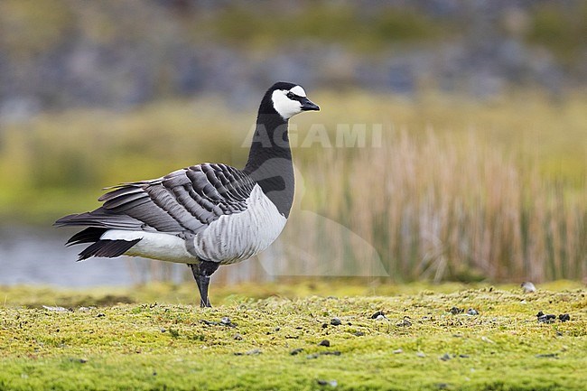 Barnacle Goose (Branta leucopsis), adult standing on the grass stock-image by Agami/Saverio Gatto,