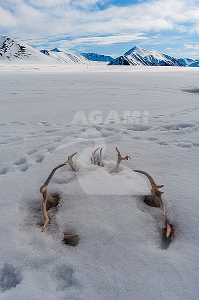 A circle of reindeer antlers protrudes from the snow. Near Mushamna, Spitsbergen Island, Svalbard, Norway. stock-image by Agami/Sergio Pitamitz,