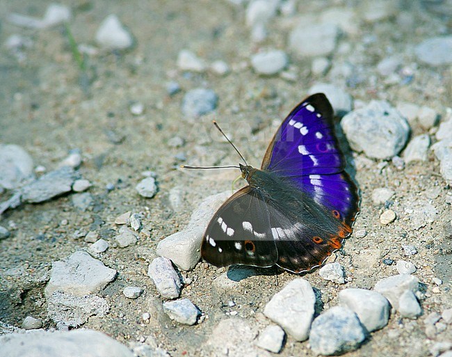 Lesser Purple Emperor, Apatura ilia, male stock-image by Agami/Dick Forsman,