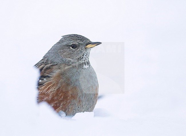 Alpine Accentor - Alpenbraunelle - Prunella collaris ssp. collaris, Switzerland, adult stock-image by Agami/Ralph Martin,
