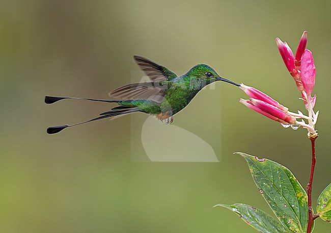 Peruvian Racket-tail (Ocreatus peruanus) adult male in flight hovering and feeding at a pink-and-white flower stock-image by Agami/Andy & Gill Swash ,