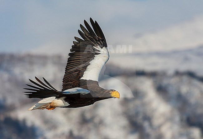 Wintering Steller's Sea Eagle (Haliaeetus pelagicus) on the island Hokkaido in Japan. stock-image by Agami/Marc Guyt,