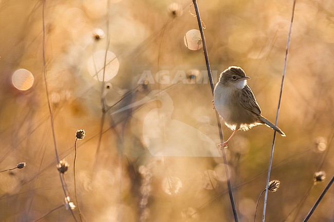Zitting Cisticola, Cisticola juncidis, with backlight. stock-image by Agami/Daniele Occhiato,