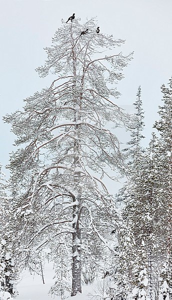 Male Western Capercaillie (Tetrao Urogallus) perched in a frost covered tree near Salla in northern Finland during cold winter. stock-image by Agami/Markus Varesvuo,