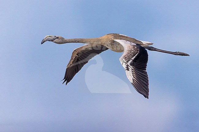 Immature Greater Flamingo, Phoenicopterus roseus, in flight in Italy. stock-image by Agami/Daniele Occhiato,