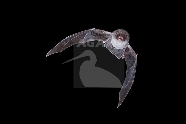 Schreibers vleermuis vliegend, Schreibers' bat flying, stock-image by Agami/Theo Douma,