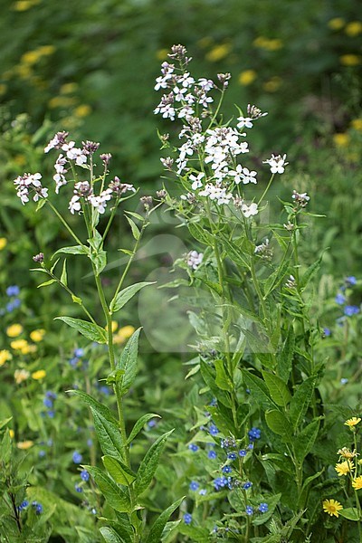 Dame's-violet flowers stock-image by Agami/Wil Leurs,