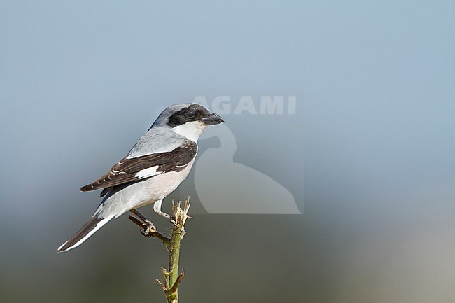 Kleine Klapekster, Lesser Grey Shrike, stock-image by Agami/Ralph Martin,
