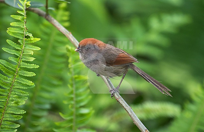 Ashy-throated parrotbill (Suthora alphonsiana) in China. stock-image by Agami/Pete Morris,