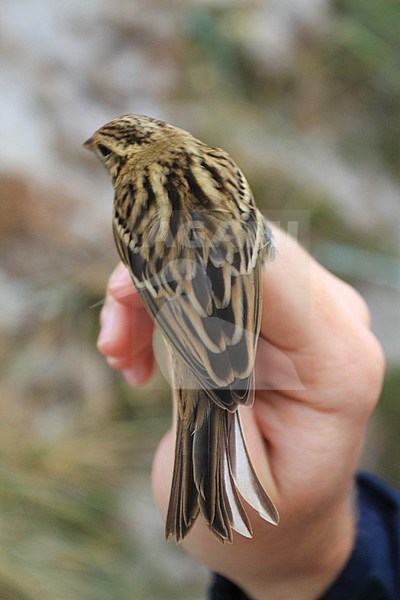 First-winter Yellow-breasted Bunting, Emberiza aureola, caught at ringing station at Falsterbo, Sweden. stock-image by Agami/Christian Brinkman,