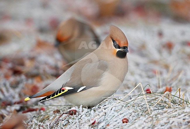 Pestvogel bessen etend; Bohemian Waxwing eating berries stock-image by Agami/Markus Varesvuo,
