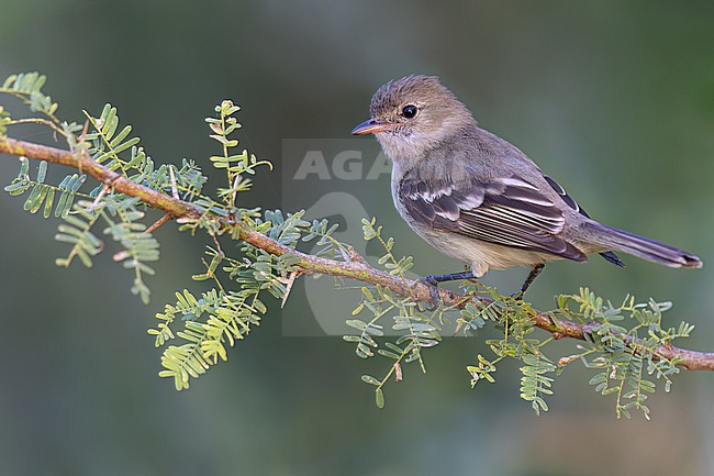 Caribbean Elaenia (Elaenia martinica) Perched on a branch in Puerto Rico stock-image by Agami/Dubi Shapiro,