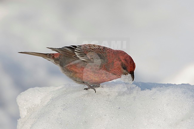Haakbek young male eating snow; Pine Grosbeak sneeuw etend jong mannetje stock-image by Agami/Arie Ouwerkerk,