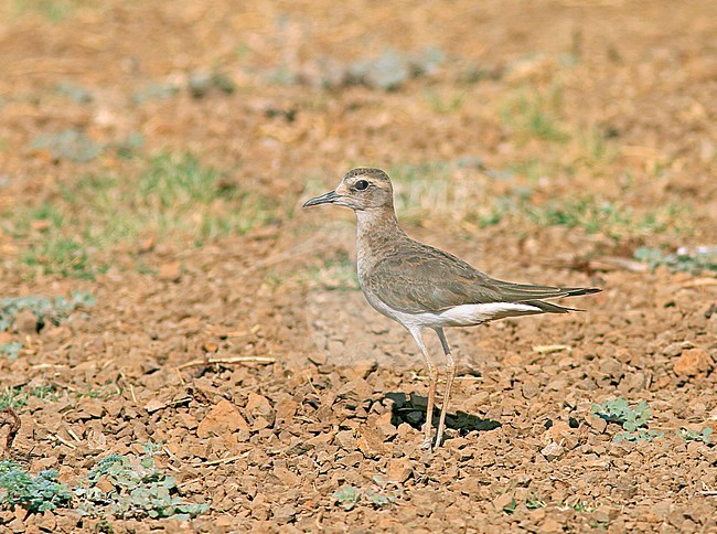 Overwinterende Steppeplevier in Australie; Wintering Oriental Plover (Charadrius veredus) in Australia. About 90% of the Oriental Plovers that make the long journey south overwinter in Australia and it has been estimated that there may be 160,000 individuals of this species. stock-image by Agami/Pete Morris,