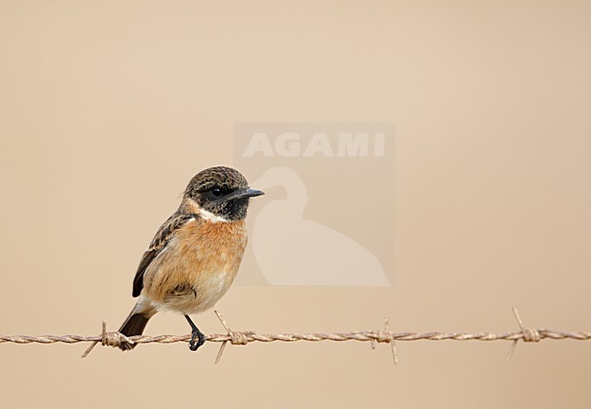 Mannetje Roodborsttapuit, Male European Stonechat stock-image by Agami/Markus Varesvuo,