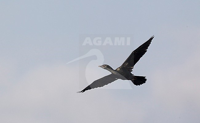 Little Cormorant (Microcarbo niger) in flight at Khok Kham, Thailand stock-image by Agami/Helge Sorensen,