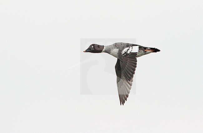 Female Common Goldeneye (Bucephala clangula) in flight over inland lake in the Netherlands. stock-image by Agami/Ran Schols,