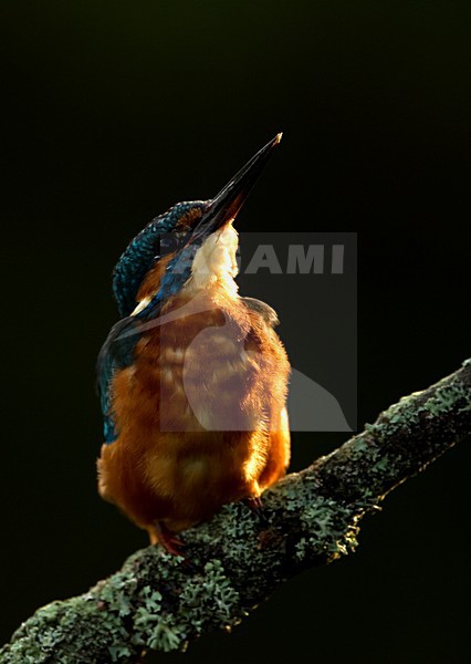 IJsvogel zittend op tak, Common Kingfisher perched on a branch stock-image by Agami/Danny Green,