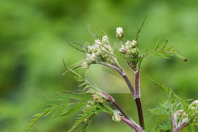 Cow Parsley, Anthriscus sylvestris stock-image by Agami/Wil Leurs,
