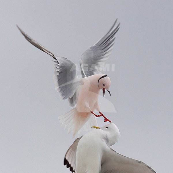 Close-up of an adult male Ross's Gull (Rhodostethia rosea) attacking an adult Black-legged Kittiwake (Rissa tridactyla) stock-image by Agami/Markku Rantala,